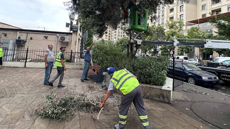 Nəsimidə daha bir bağ abadlaşdırılıb