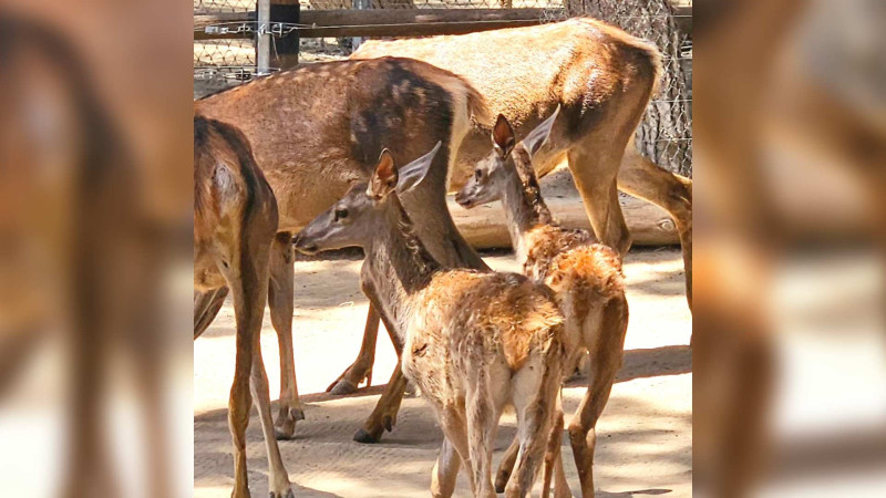 Bakı zooparkında daha iki maral dünyaya gəlib