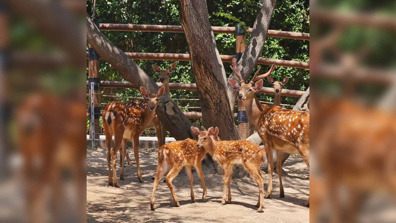 Bakı zooparkında dünyaya üç yeni bala gəlib