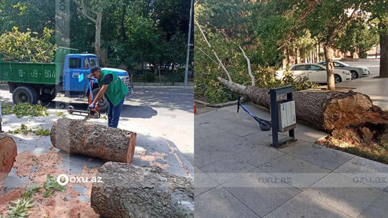 Bakıda güclü küləkdən ağaclar qırılıb