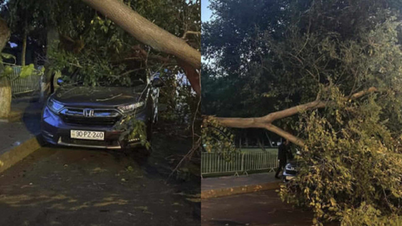 Nərimanov rayonunda ağac aşıb