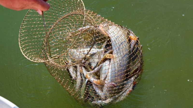 Pirallahıda qanunsuz balıq ovu ilə məşğul olanlar cəzalandırılıblar