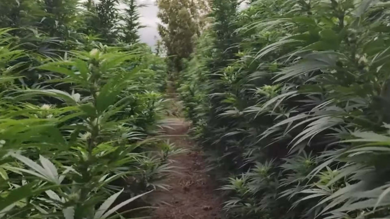 Sabunçu rayonunda 12 kiloqram çətənə kolu tapılıb
