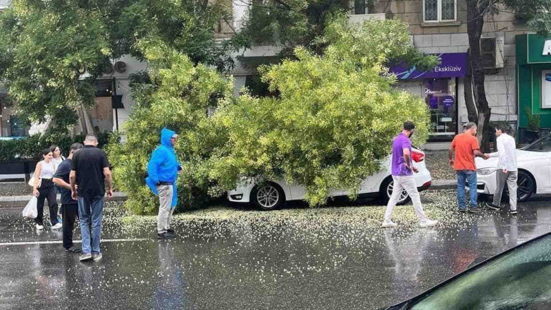 Yasamalda ağac avtomobilin üzərinə aşıb