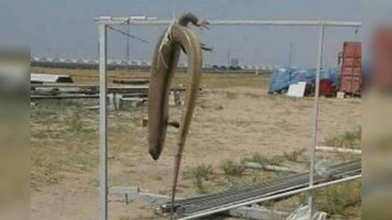 Zirədə tutulan nəhəng kərtənkələ öldürülüb