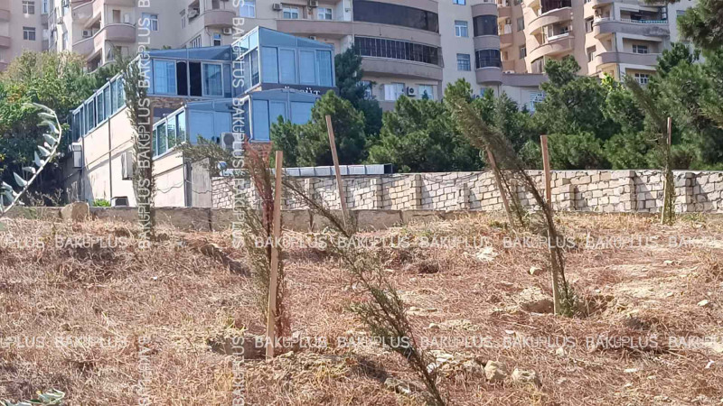 Yasamalda yeni əkilmiş ağaclara nəzarət edən yoxdur