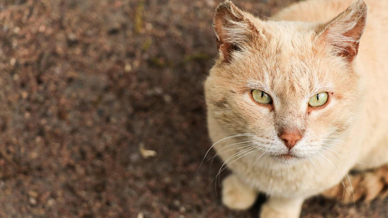 Bakıda pişiklərə işgəncə verən manyak peyda olub?