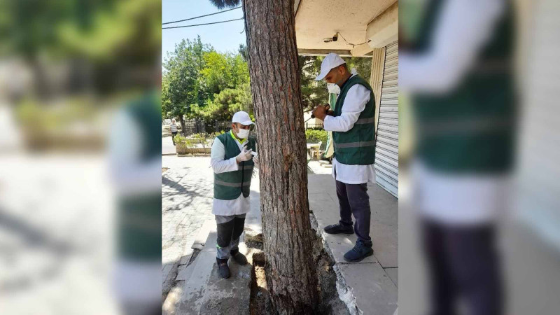 Bakıda zeytun ağaclarında xəstəliklər aşkarlanıb