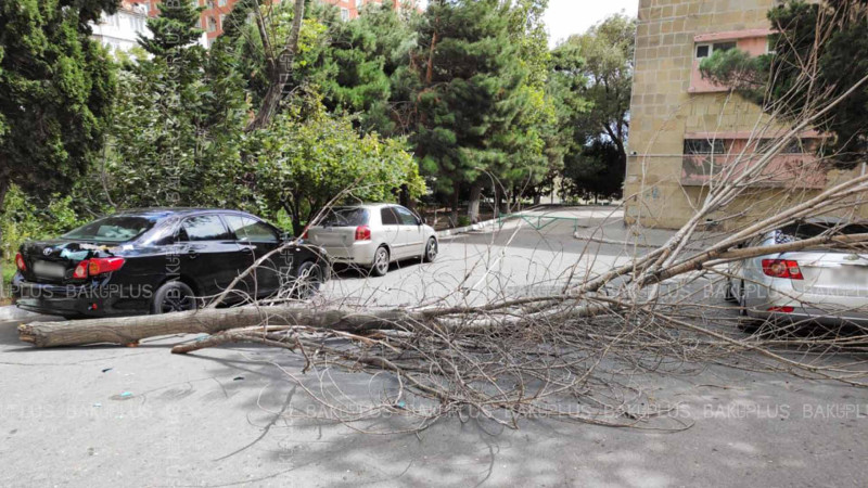 Bakı küləyinin fəsadları: mikrorayonda avtomobil üzərinə ağac aşıb - FOTO