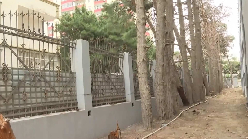 Xətai rayonunda ağaclar aşmasın deyə kəndirlənir