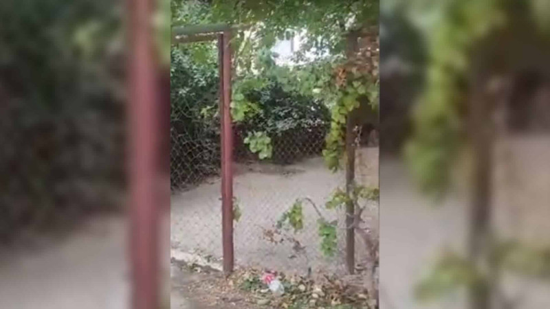 Bakıda vətəndaşlar binaların həyətlərini zəbt edib bağlar salırlar – VİDEO