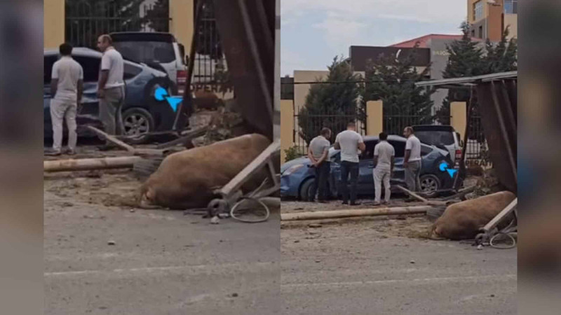 Biləcəri-Binəqədi yolunda qəza: “Prius” heyvan daşıyan yük maşını ilə toqquşub – VİDEO