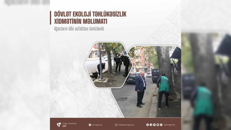 Nəsimi rayonunda ağacların dibləri asfaltdan təmizlənib