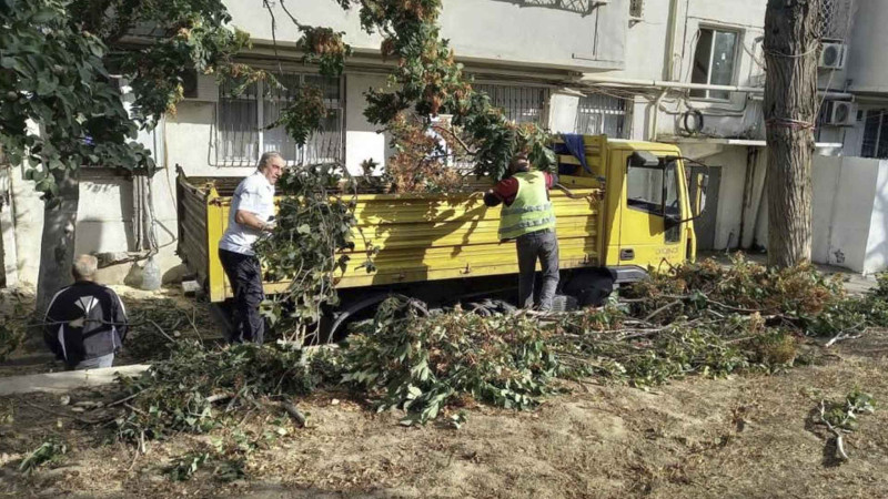 Nəsimi rayonunda qırılan ağaclar ərazilərdən aparılı