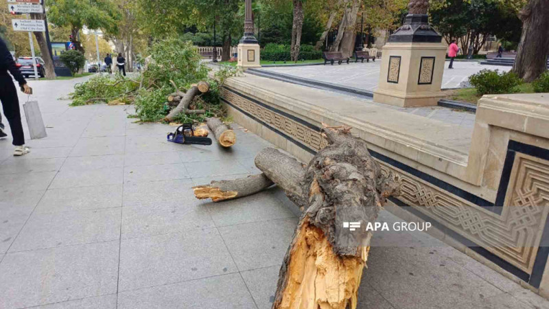 Bakının mərkəzində ağac sınıb