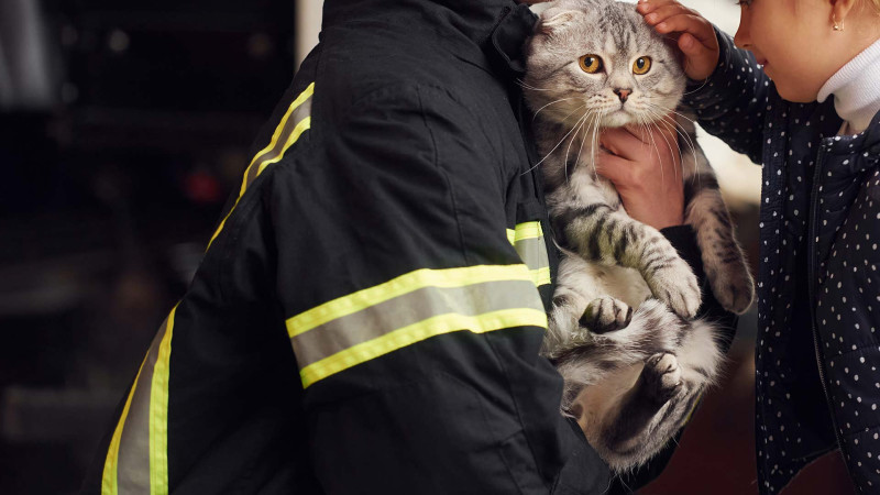 Bakıda 7-ci mərtəbənin eyvanları arasında qalan pişik xilas olunub – VİDEO