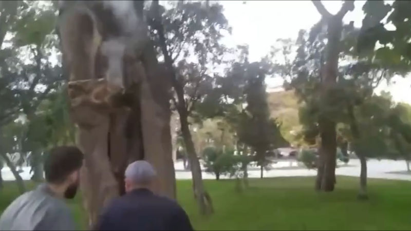Sahil bağında ağacı yandırmaq istəyiblər