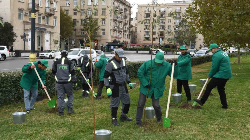 Bakıda müxtəlif növ yaşıllıqlar əkilir