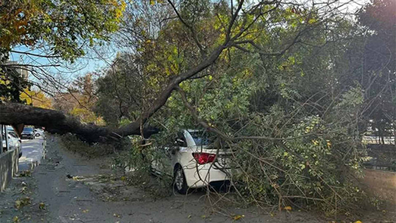 Nərimanovda güclü külək zamanı köhnə ağac avtomobilin üzərinə aşıb