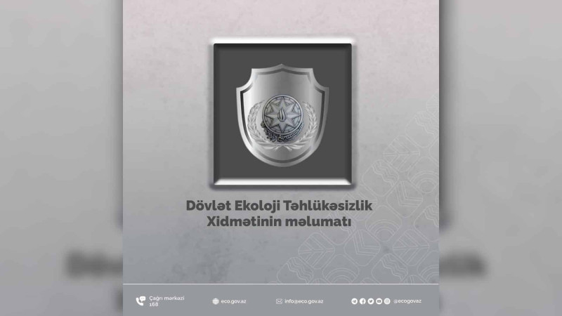 Nəsimi rayonunda 7 ağac qanunsuz şəkildə kəsilib