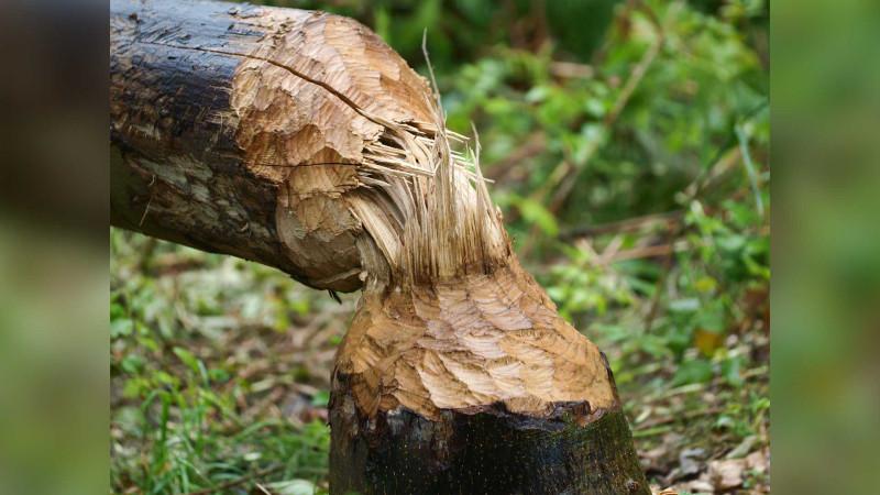 Bakının 2 rayonunda təbiədə zərər vurulub