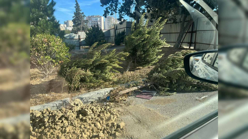 Bakının daha bir ərazisində yaşıllıqlar məhv edilir