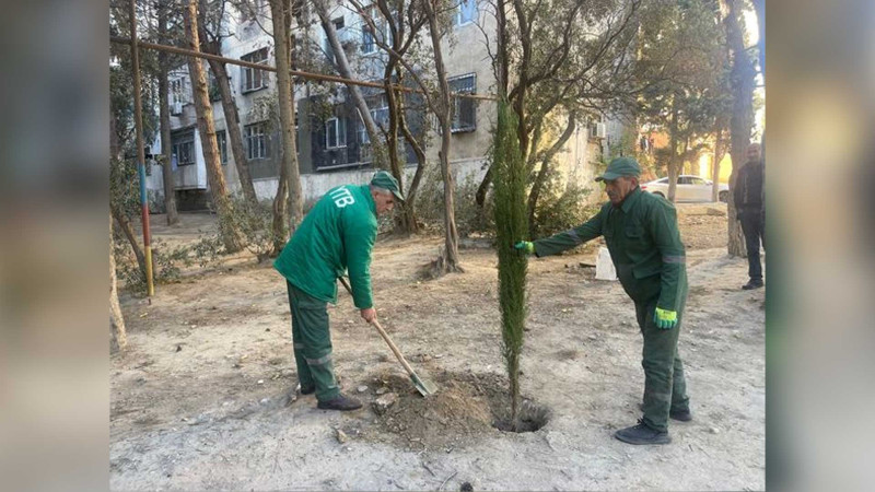 Nəsimi rayonunda ağac elektrik xəttinin üzərinə aşıb