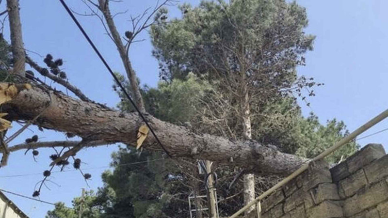 Binəqədi rayonunda küknar ağacları məhv edilir