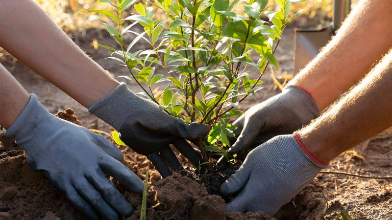 Xətai rayonunda çıxarılan ağaclar yerinə qaytarılıb