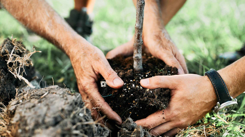 Paytaxtın iki rayonunda ağacəkmə aksiyası keçirilib
