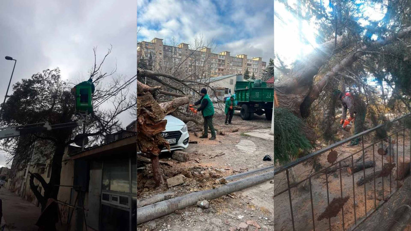 Bakıda güclü külək səbəbindən 27 ağac aşıb – FOTO