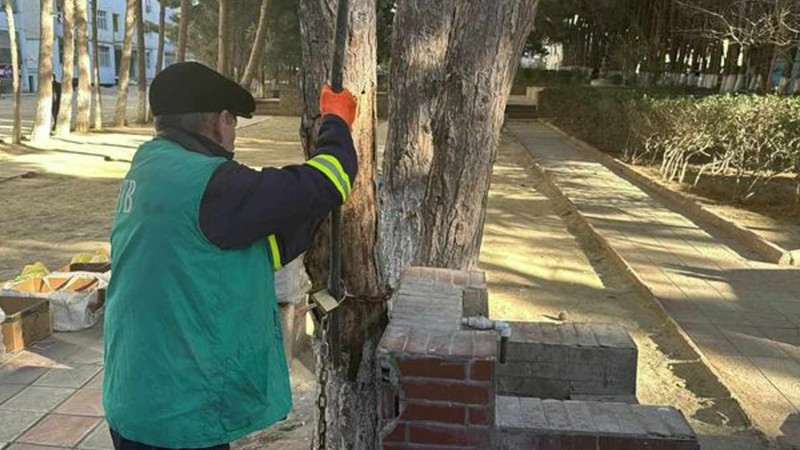 Xətai rayonunda ağacların dibləri betonlanıb