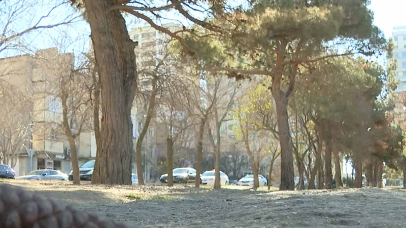 Nizamidə baxımsız park: dincəlmək istəyən sakinlər məcburən başqa məkanlara üz tuturlar – VİDEO