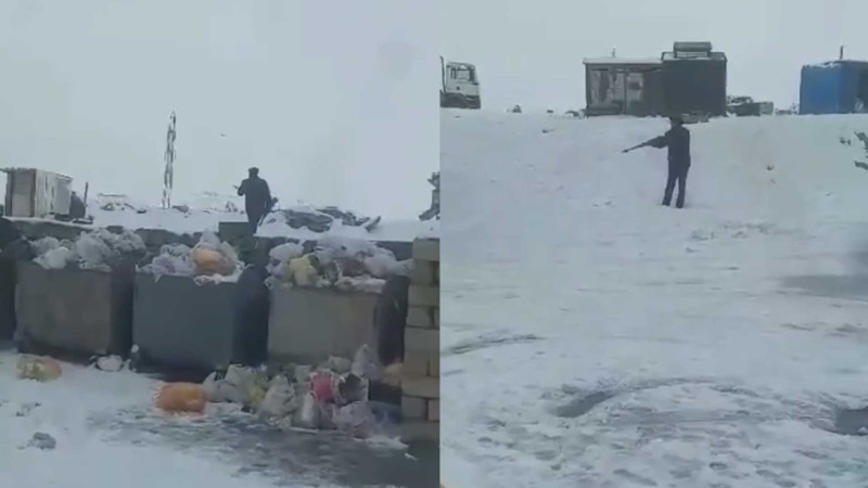 Qobu qəsəbəsində itlər güllələnir