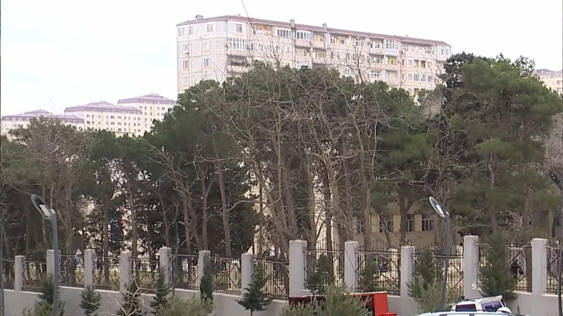 Məktəb həyətində qurumuş ağaclar həm şagirdlər, həm də ətrafda yaşayanlar üçün təhlükə mənbəyinə çevrilib – VİDEO