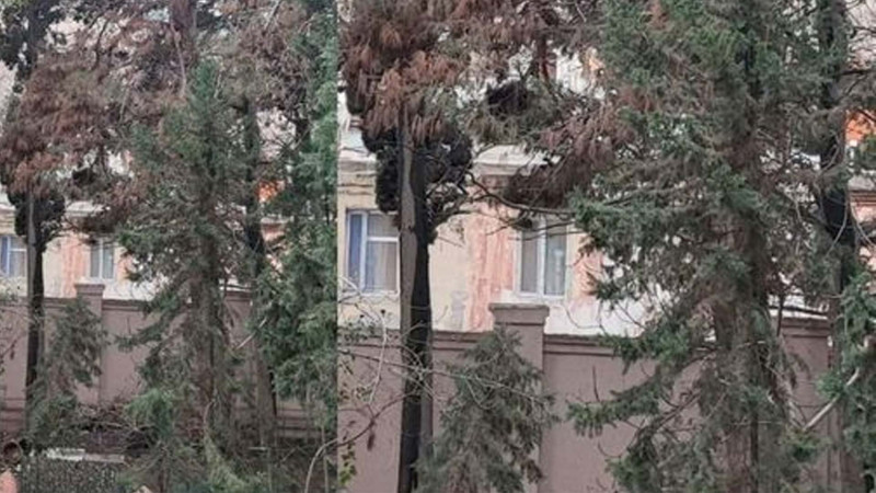 Səbail rayonunda həyətyanı sahə tullantılardan təmizlənib - YENILƏNİB