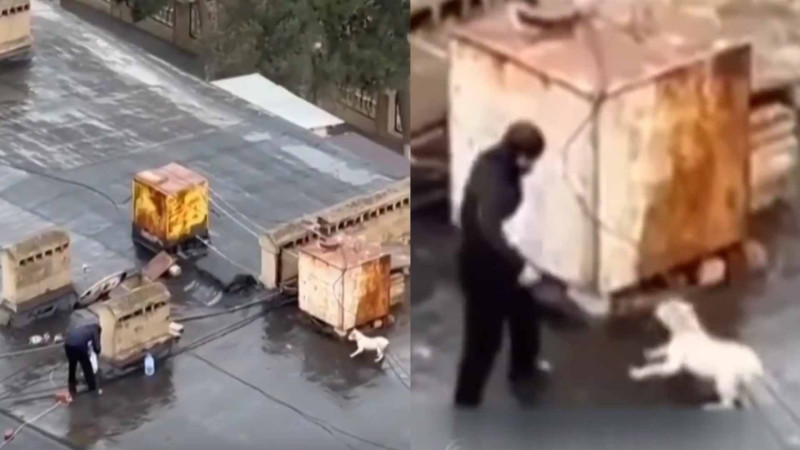 Xətaidə naməlum kişi itləri binanın damına çıxararaq onlara işgəncə verir – VİDEO