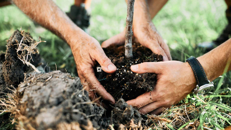 Bakının iki rayonunda ağacəkmə aksiyası keçirilib