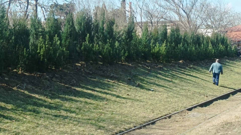 Xətai rayonunda növbəti ağacəkmə aksiyası keçirilib