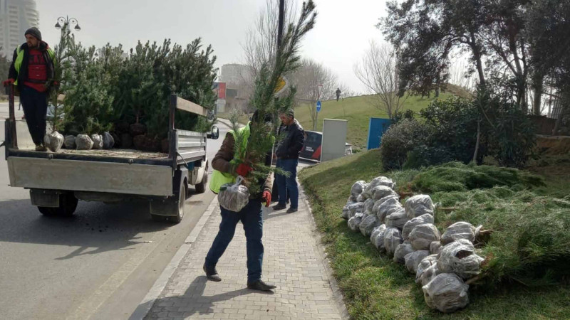 Xətai rayonunda daha 800 ağac əkilib