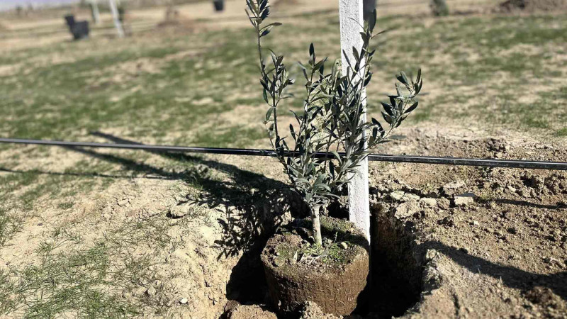 Qaradağ rayonunda ağacəkmə aksiyası keçiriləcək