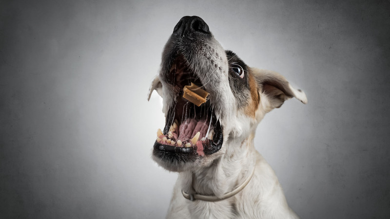 Türkan qəsəbəsində 5-ci sinif şagirdini it dişləyib