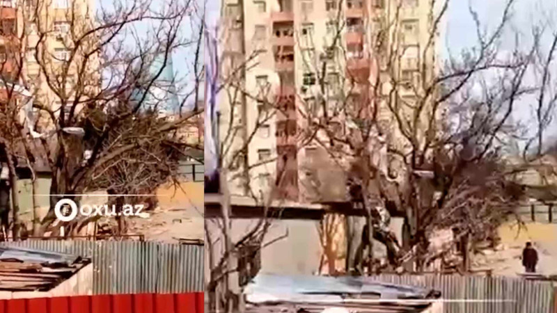 Badamdarda qanunsuz ağac kəsimi aşkarlanıb – VİDEO