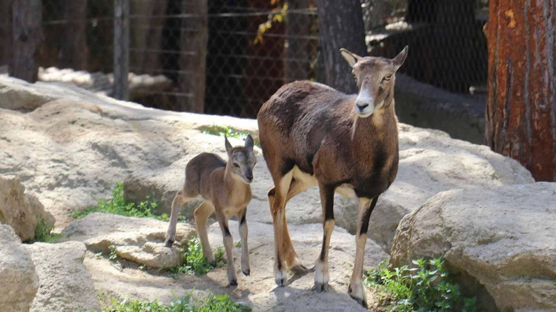 Bakı Zooloji Parkının sakinləri artıb