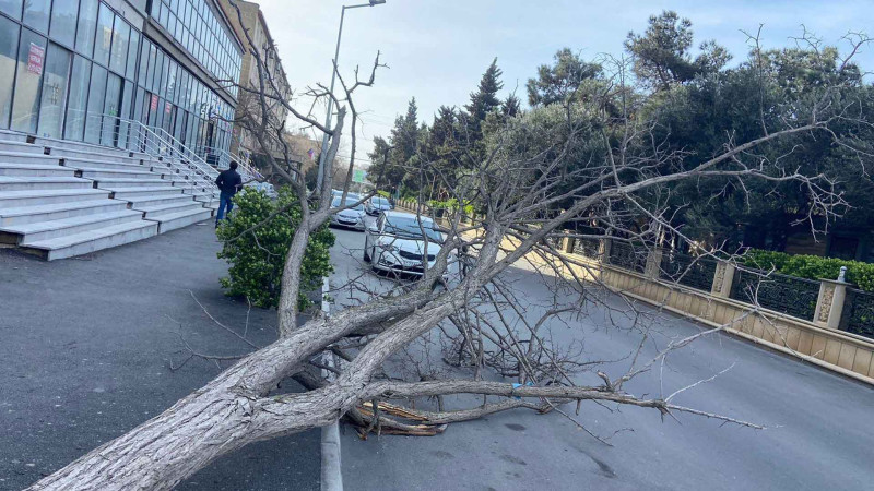 Bakıda güclü külək onlarla ağacı sındırıb