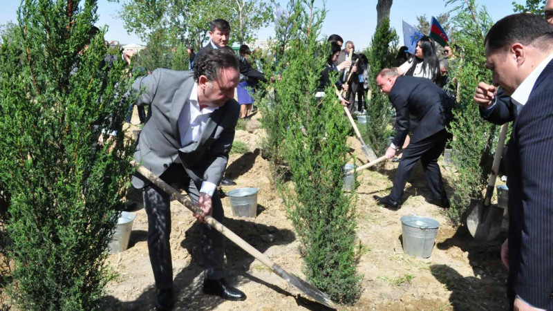 Nərimanovda 101 şam ağacı əkilib