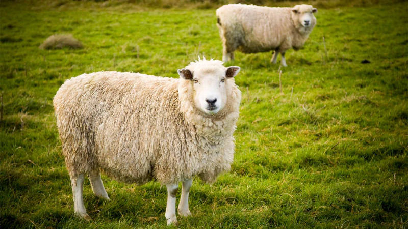 Türkan qəsəbəsində 4 baş qoyun oğurlanıb