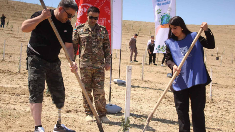 Müşfiqabad qəsəbəsində daha bir ağacəkmə aksiyası keçirilib
