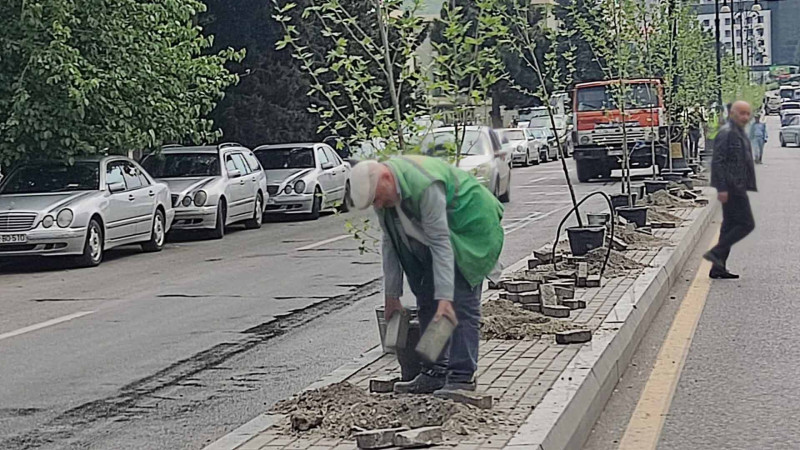 Nəsimi rayonunda ağacəkmə aksiyası baş tutub