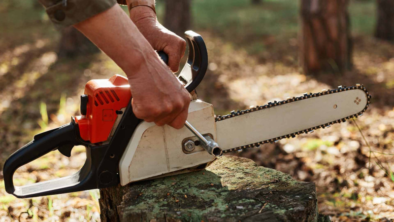 Nizami rayonunda qanunsuz 2 ağac kəsilib